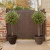 Pair Of Standard Holly Trees With Bonus Planters -Yougarden Shop 510186