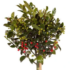 Pair Of Standard Holly Trees With Bonus Planters -Yougarden Shop 510186 5