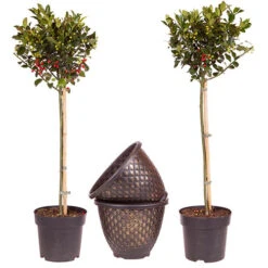 Pair Of Standard Holly Trees With Bonus Planters -Yougarden Shop 510186 6