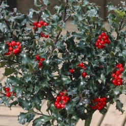 Pair Of Standard Holly Trees With Bonus Planters -Yougarden Shop 510186 7