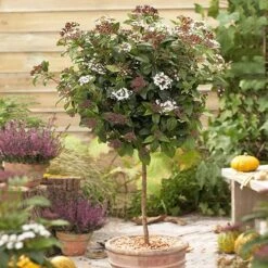 Viburnum Tinus Standard