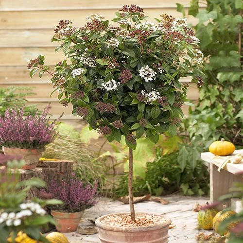 Viburnum Tinus Standard 3 Viburnum Tinus Standard
