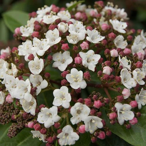 Viburnum Tinus Standard 4 Viburnum Tinus Standard - Image 2