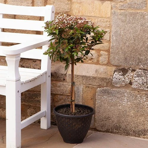 Viburnum Tinus Standard 5 Viburnum Tinus Standard - Image 3