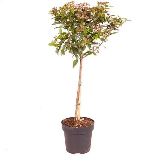 Viburnum Tinus Standard 6 Viburnum Tinus Standard - Image 4