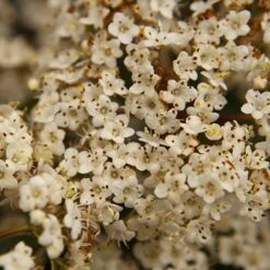 Viburnum Tinus Standard 11 Viburnum Tinus Standard -Yougarden Shop 510191 4