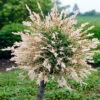 Flamingo Willow Salix 'Hakuro-nishiki' Tree -Yougarden Shop 510192