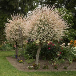 Flamingo Willow Salix 'Hakuro-nishiki' Tree 11 Flamingo Willow Salix 'Hakuro-nishiki' Tree -Yougarden Shop 510192 2