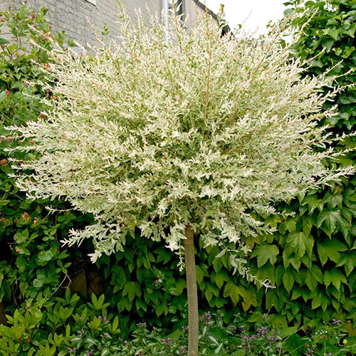 Flamingo Willow Salix 'Hakuro-nishiki' Tree 7 Flamingo Willow Salix 'Hakuro-nishiki' Tree - Image 5
