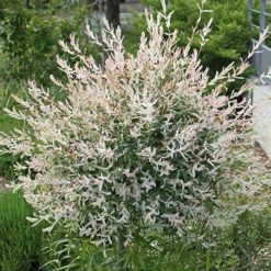 Flamingo Willow Salix 'Hakuro-nishiki' Tree 14 Flamingo Willow Salix 'Hakuro-nishiki' Tree -Yougarden Shop 510192 5