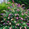 Tricolour Buddleia Butterfly Bush -Yougarden Shop 510198