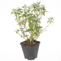 Tricolour Buddleia Butterfly Bush -Yougarden Shop 510198 2