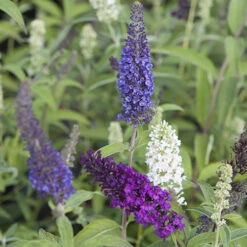 Tricolour Buddleia Butterfly Bush -Yougarden Shop 510198 3