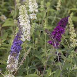 Tricolour Buddleia Butterfly Bush -Yougarden Shop 510198 4