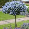Hardy Ceanothus Standard Californian Lilac Tree 1 Hardy Ceanothus Standard Californian Lilac Tree -Yougarden Shop 510199