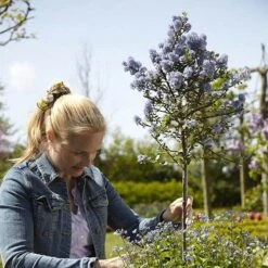 Hardy Ceanothus Standard Californian Lilac Tree -Yougarden Shop 510199 2