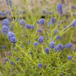 Hardy Ceanothus Standard Californian Lilac Tree -Yougarden Shop 510199 4