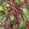 Acer Palmatum 'Garnet' -Yougarden Shop 510225