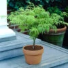 Acer Palmatum 'Dissectum' -Yougarden Shop 510226