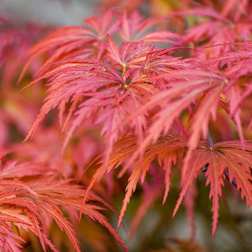 Acer Palmatum 'Dissectum' 4 Acer Palmatum 'Dissectum' - Image 2
