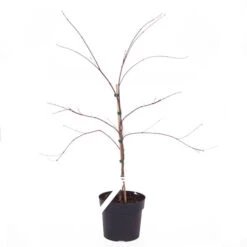 Acer Palmatum 'Dissectum' 10 Acer Palmatum 'Dissectum' -Yougarden Shop 510226 3