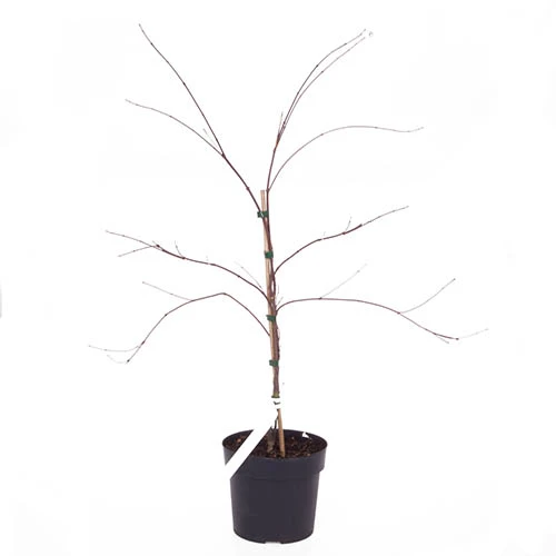 Acer Palmatum 'Dissectum' 6 Acer Palmatum 'Dissectum' - Image 4