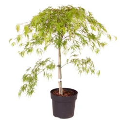 Acer Palmatum 'Dissectum' 11 Acer Palmatum 'Dissectum' -Yougarden Shop 510226 4