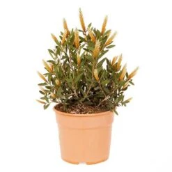 Callistemon Viminalis 'Hot Pink' -Yougarden Shop 510237 2