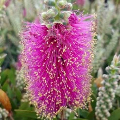 Callistemon Viminalis 'Hot Pink' -Yougarden Shop 510237 3