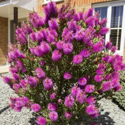 Callistemon Viminalis 'Hot Pink' -Yougarden Shop 510237 4