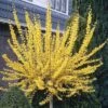Forsythia 'Weekend' Standard 1 Forsythia 'Weekend' Standard -Yougarden Shop 510258
