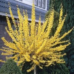 Forsythia 'Weekend' Standard