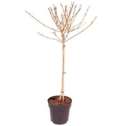Forsythia 'Weekend' Standard -Yougarden Shop 510258 3