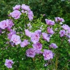 Hibiscus 'Chiffon Lavender' 8 Hibiscus 'Chiffon Lavender' -Yougarden Shop 510272 2