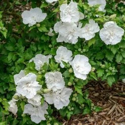 Hibiscus Syriacus 'White Chiffon' -Yougarden Shop 510273 2