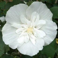 Hibiscus Syriacus 'White Chiffon' -Yougarden Shop 510273 5