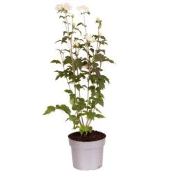 Hibiscus Syriacus 'White Chiffon' -Yougarden Shop 510273 6