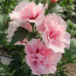 Hibiscus 'Chiffon Pink' -Yougarden Shop 510274 2