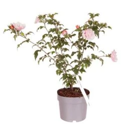 Hibiscus 'Chiffon Pink' -Yougarden Shop 510274 3