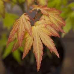 Acer Palmatum 'Orange Dream' -Yougarden Shop 510282 2