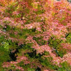 Acer Palmatum 'Orange Dream' -Yougarden Shop 510282 3