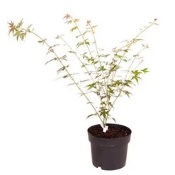 Acer Palmatum 'Orange Dream' -Yougarden Shop 510282 4