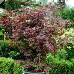 Acer Palmatum 'Atropurpureum'