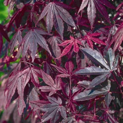Acer Palmatum 'Atropurpureum' -Yougarden Shop 510283 2
