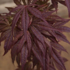 Acer Palmatum 'Atropurpureum' -Yougarden Shop 510283 3