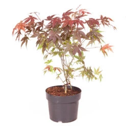 Acer Palmatum 'Atropurpureum' -Yougarden Shop 510283 4