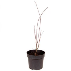 Acer Palmatum 'Atropurpureum' -Yougarden Shop 510283 5