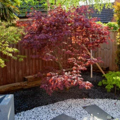 Acer Palmatum 'Atropurpureum' -Yougarden Shop 510283 6
