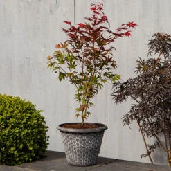 Acer Palmatum 'Atropurpureum' -Yougarden Shop 510283 7