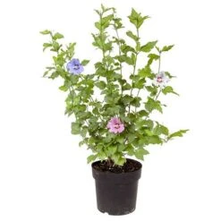 Tricolour Hibiscus 9 Tricolour Hibiscus -Yougarden Shop 510313 3